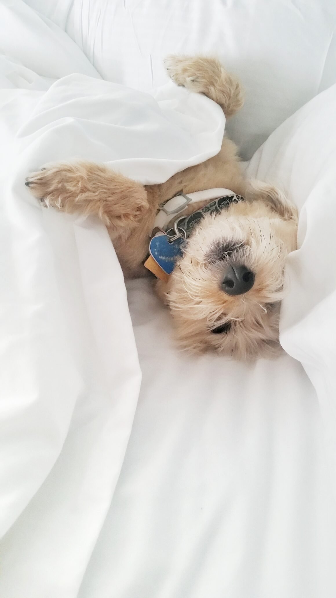 dog sleeping under the sheets