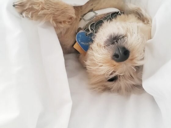 dog sleeping under the sheets