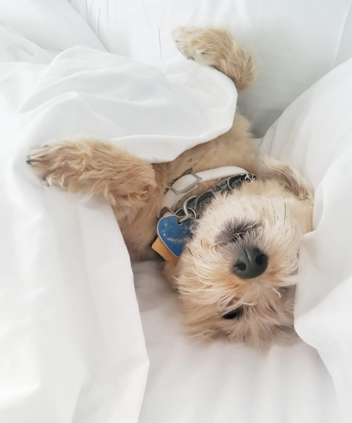 dog sleeping under the sheets