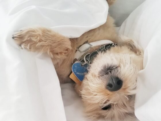 dog sleeping under the sheets