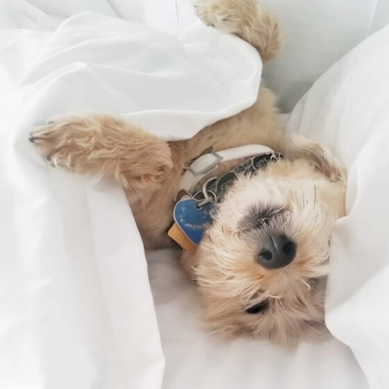 dog sleeping under the sheets