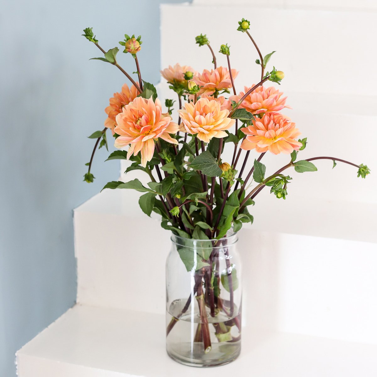 dahlias in a vase