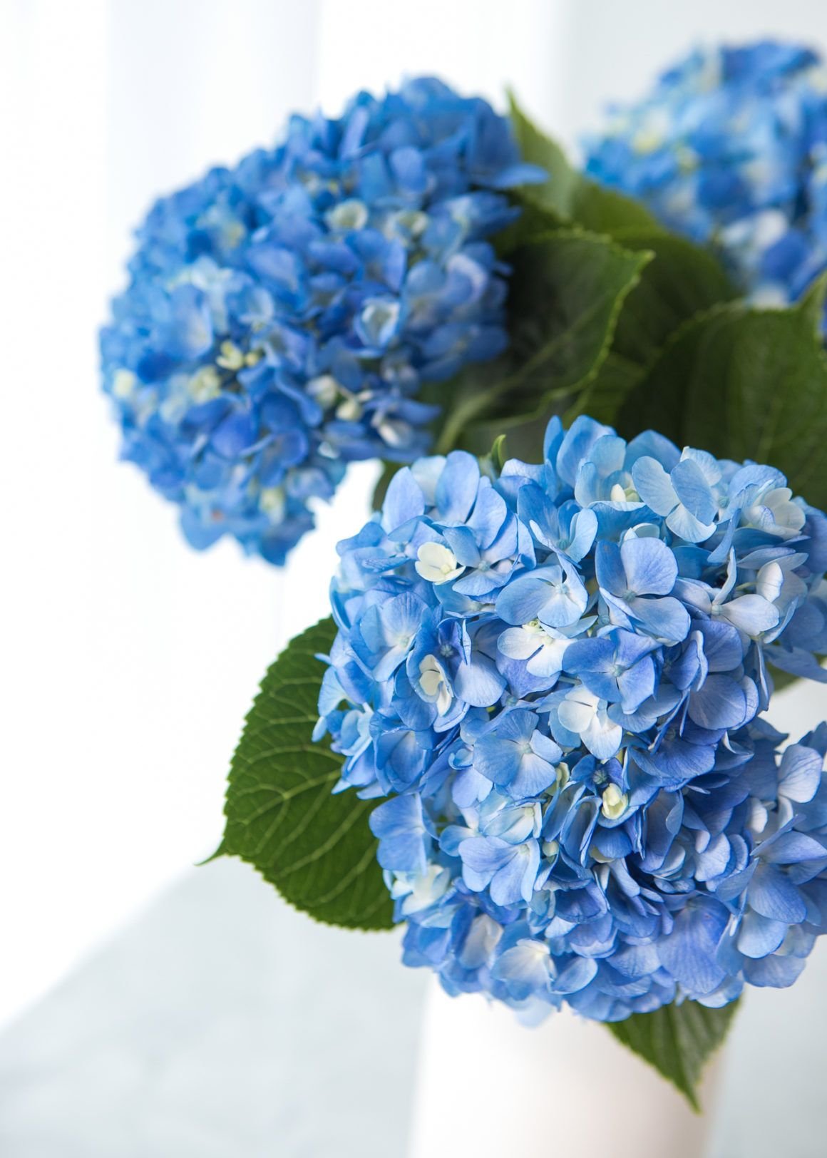 blue hydrangeas in a white vase