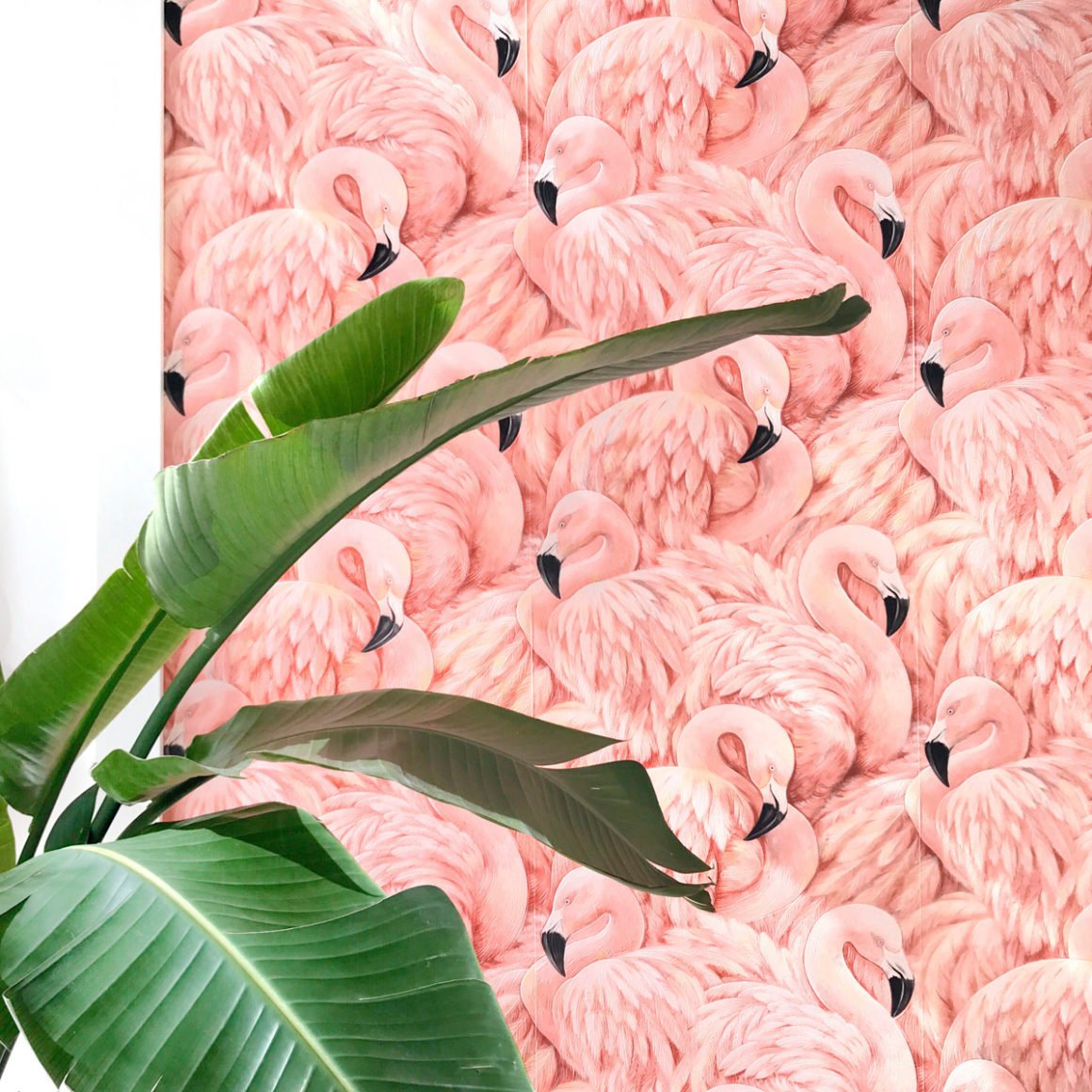 flamingo wallpaper with a plant