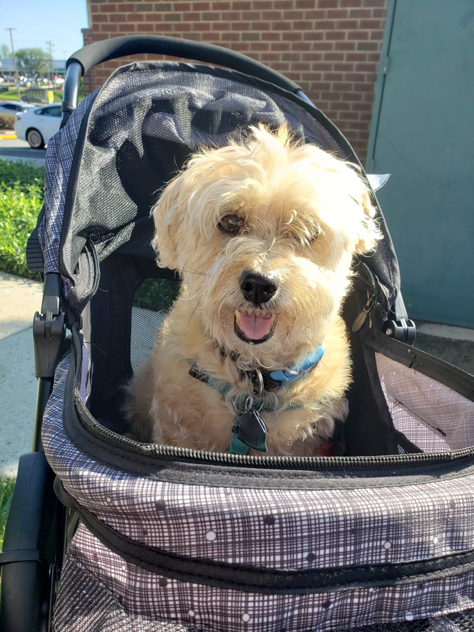 Moose, a very cute small older dog, in his stroller