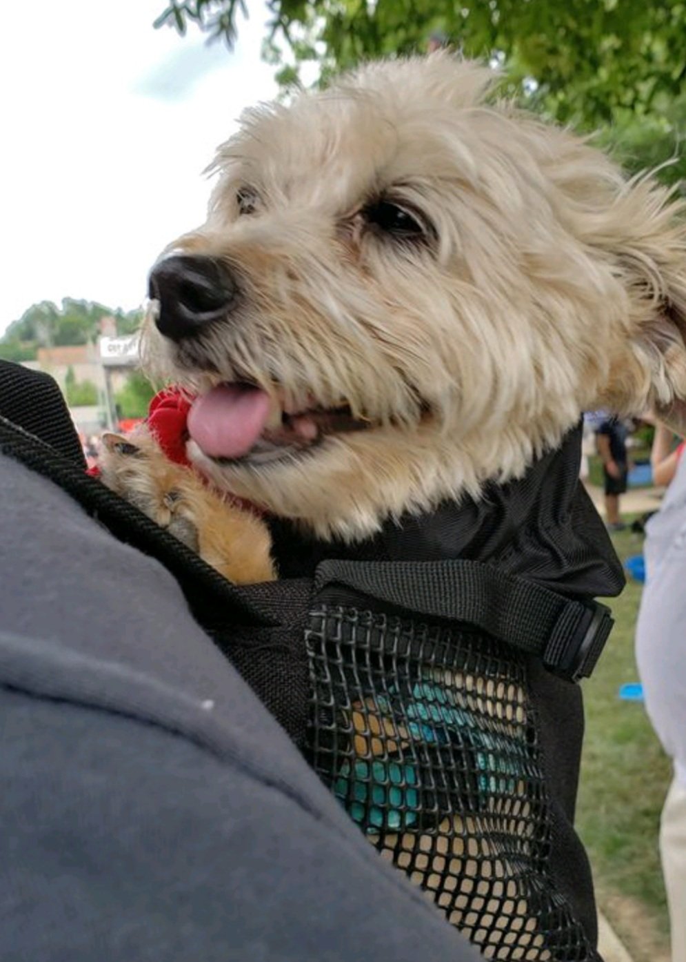 Moose in his K9 Sport Sack