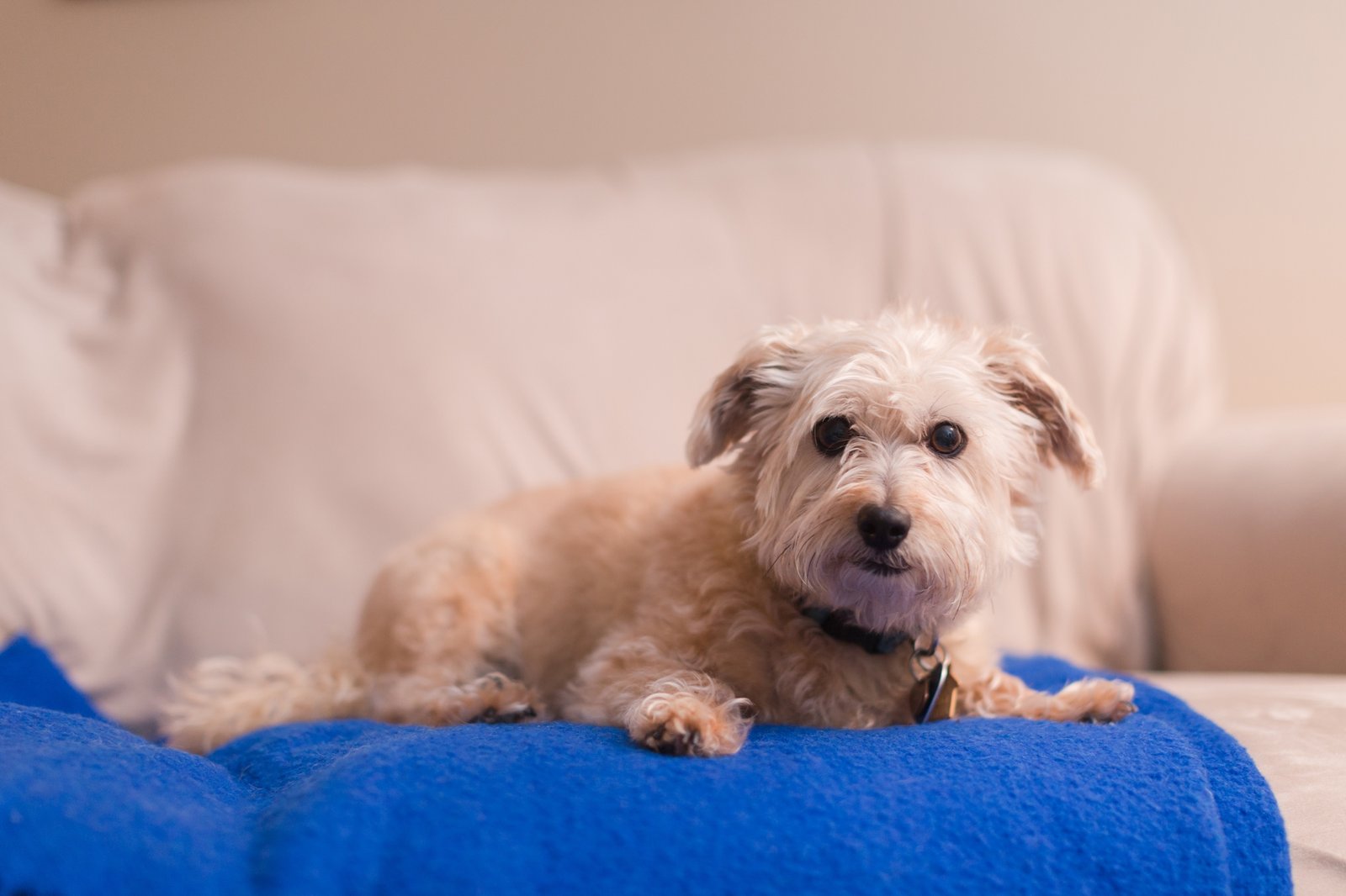 photo of cute small dog posing on blue blanket on sofa