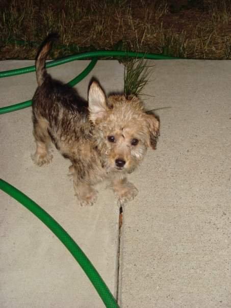 a dog named Moose as a puppy