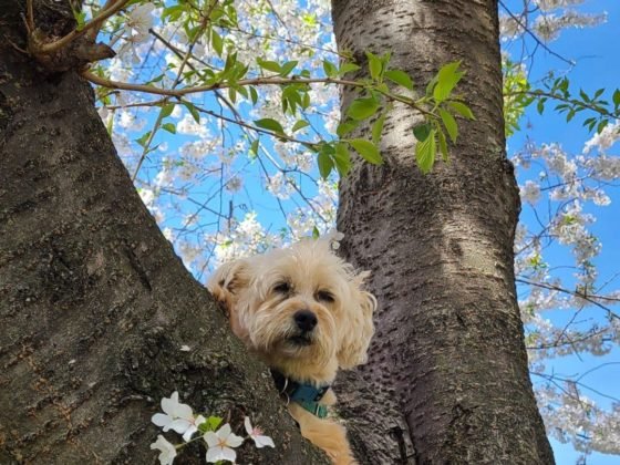 a dog being posed in a cherry blossom tree