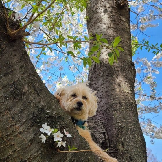 a dog being posed in a cherry blossom tree