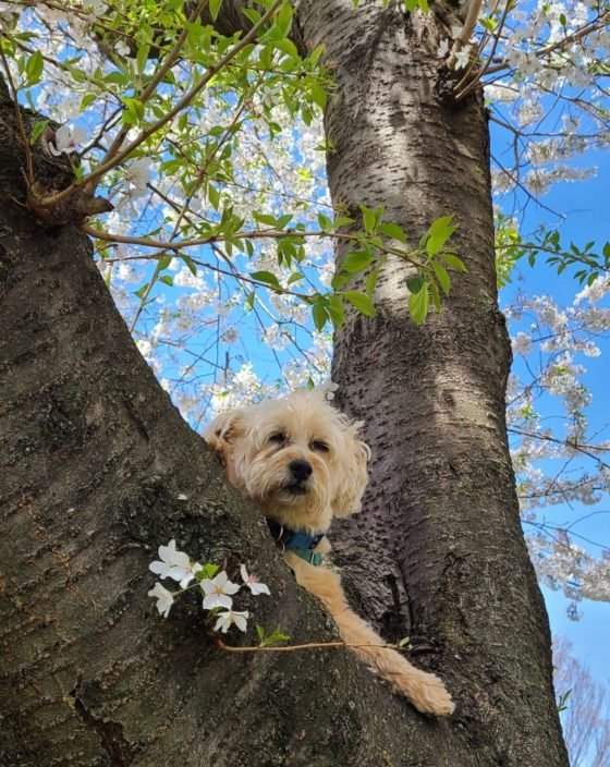 a dog being posed in a cherry blossom tree