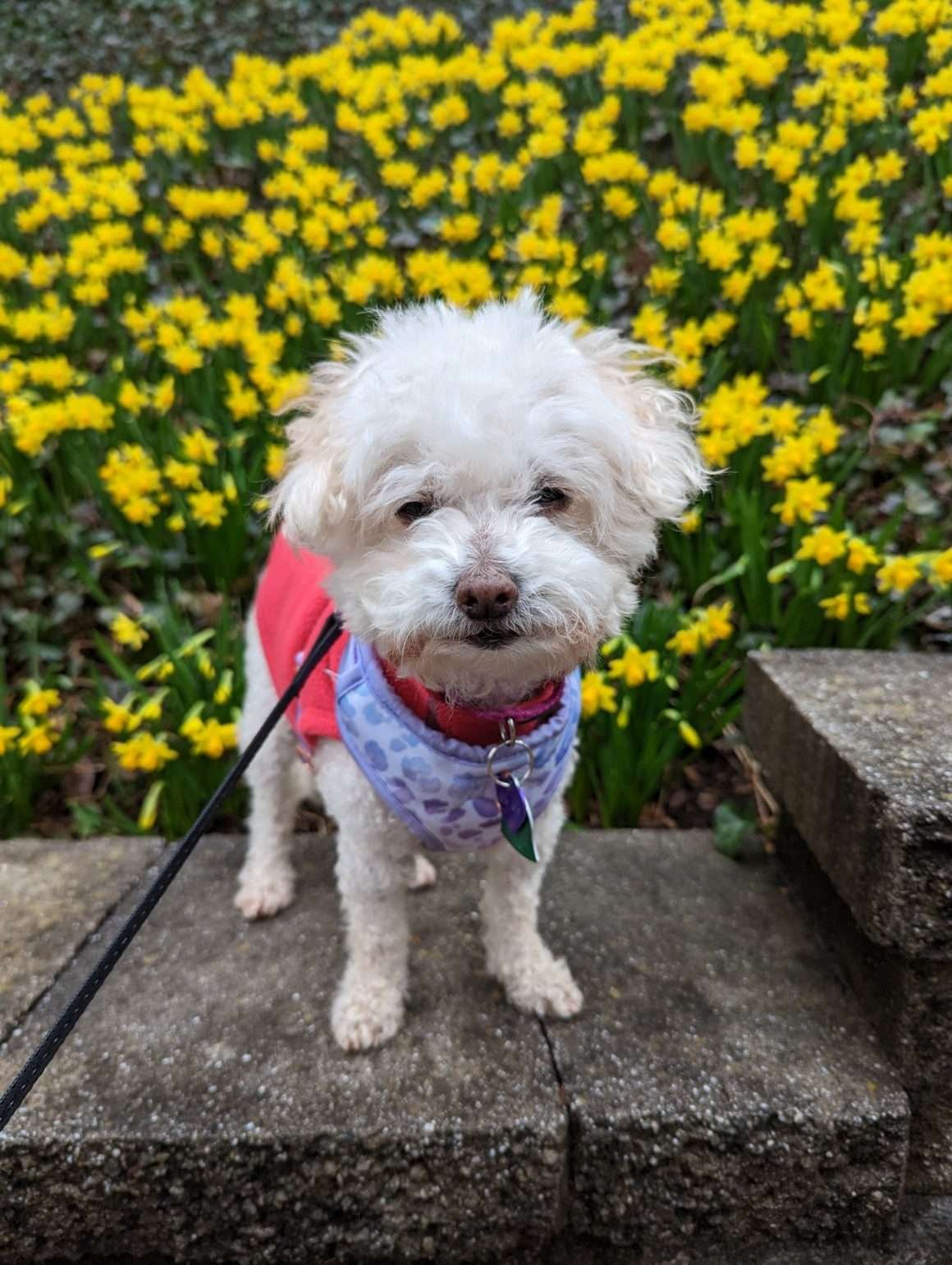 Lo Lo hanging amongst the tiny daffodils